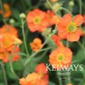 Geum FIERY TEMPEST (Macgeu005') (Tempest Series)