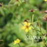Geum urbanum