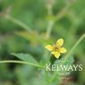 Geum urbanum