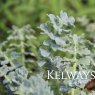 Glaucium flavum