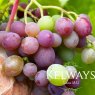 Vitis vinifera 'Muscat Hamburg' (G/B)