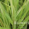 Hakonechloa macra 'Albovariegata' (v)