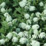 Hebe albicans (2 litre pot)