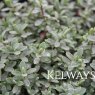 Hebe pinguifolia 'Pagei' (2 litre pot)