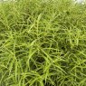 Veronica stenophylla (H)