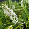 Veronica stenophylla (H)