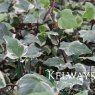 Hedera algeriensis 'Gloire de Marengo' (v)