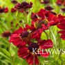 Helenium 'Rubinzwerg'