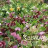 Helleborus x hybridus