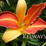 Hemerocallis 'Frans Hals'