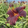 Hemerocallis 'Starling'