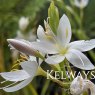 Hesperantha coccinea 'Ice Maiden'