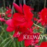 Hesperantha coccinea 'Major'