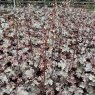 Heuchera Black Beauty