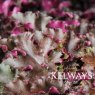Heuchera 'Chocolate Ruffles'
