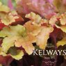 Heuchera 'Marmalade' PBR (2 litre pot)