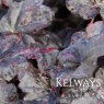 Heuchera 'Midnight Rose'