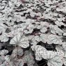 Heuchera Sugar Frosting