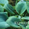 Hosta 'Big Daddy' (sieboldiana hybrid) (v)