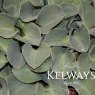 Hosta 'Blue Mouse Ears' (2 litre pot)