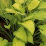 Hosta 'Gold Standard' (fortunei) (v)