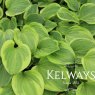 Hosta 'Golden Tiara'