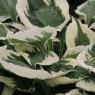Hosta 'Patriot' (v)