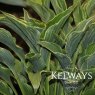 Hosta 'Praying Hands' (v)