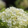 Hydrangea arborescens 'Annabelle'