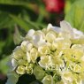 Hydrangea macrophylla 'Madame Emile Mouillere' (H)