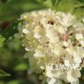 Hydrangea paniculata Vanille Fraise ('Renhy' PBR)