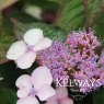 Hydrangea serrata 'Bluebird'
