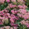 Hylotelephium 'Carl'