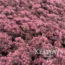 Sedum Vera Jameson