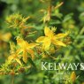 Hypericum perforatum