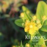 Hypericum Magical Sunshine