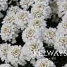 Iberis sempervirens 'Appen-etz'