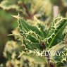 Ilex aquifolium 'Ferox Argentea' (m/v) (3 litre pot)