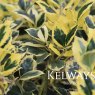 Ilex aquifolium 'Golden van Tol' (f/v)