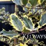 Ilex aquifolium 'Madame Briot' (f/v) (7.5 litre pot)