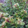 Ilex x meserveae LITTLE RASCAL ('Mondo') (m)