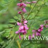 Indigofera heterantha