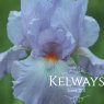 Iris 'Actress' (TB)