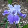 Iris 'Amadora' (TB)