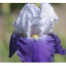 Iris 'Arpege' (TB)