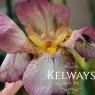 Iris 'Benton Dierdre' (TB)