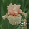 Iris 'Beverly Sills' (TB)