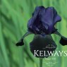 Iris 'Deep Black' (TB)