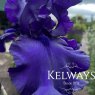 Iris 'Dusky Challenger' (TB)