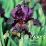 Iris 'Langport Wren' (IB)